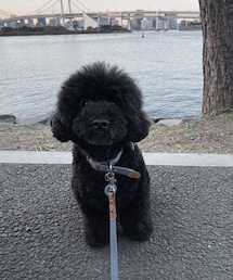 犬と生活 | その他