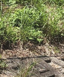 I AM WHAT I AM | Tシャツ/カットソー