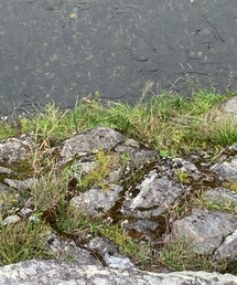 長瀞岩畳 | その他