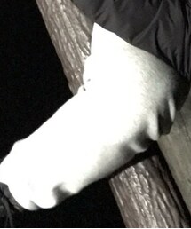 GAP | スウェットパンツ