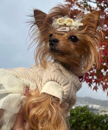 kamakuradog | ワンピース