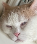 munchkin ELVIS🐈の「ペットグッズ(ペットグッズ)」