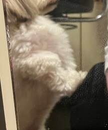 帽子をしがみたい犬 | その他