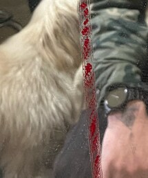 お風呂上がり子犬 | その他