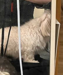 ゲスの極み子犬 | その他