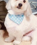 トリミングするともらえるやーつの「その他(その他)」