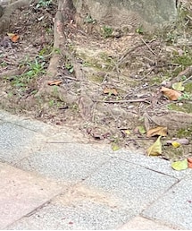 gracegift | パンプス