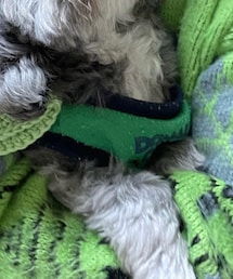 ドナルドダック | ペットグッズ