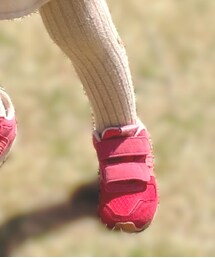 adidas | スニーカー