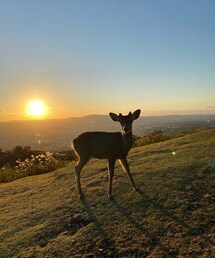 若草山トワイライトバスで夕焼けを | その他