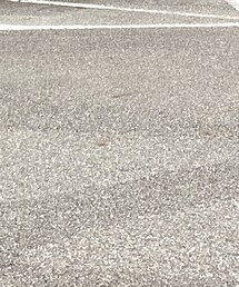 DOG OSAKA | スニーカー