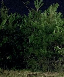 DOG OSAKA | ハンチング/ベレー帽