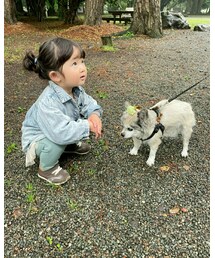 ☺ | 1年前…💭インナーに着てるデニムシャツ…とチワワ🐾(その他)