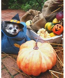 ☺️ | チワワ🎃🖤(その他)