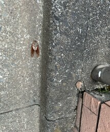 正月過ぎに発見したセミ、、 | その他