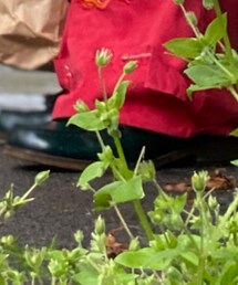 HARUTA | ローファー