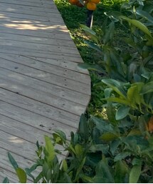 Dr. Martens | シューズ