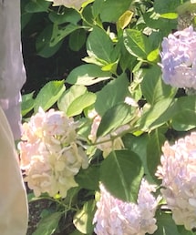 雨引観音に行ったよ | シャツ/ブラウス