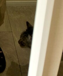 ひーくん | 愛猫🐱(その他)