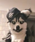 THE H.W. DOG & CO. (ザエイチダブリュドックアンドコー)の「帽子(キャップ)」