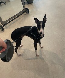 イタリアングレーハウンド | 愛犬ちきんくん♡(その他)
