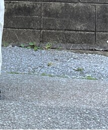 Clarks | モカシン/デッキシューズ
