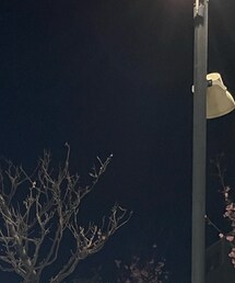 MURUA | キャップ