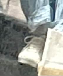 しまむら | スニーカー