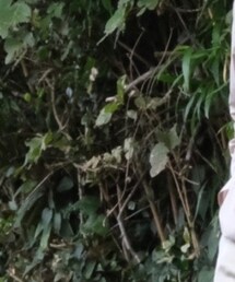 PLACES+FACES | ショルダーバッグ