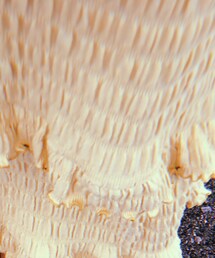 MEER. | ワンピース