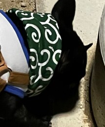 Handmade | ペットウェア