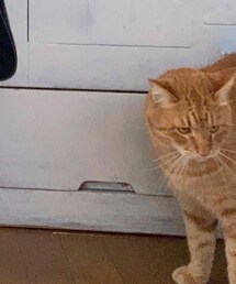 今日のナツメさん🐈 | その他