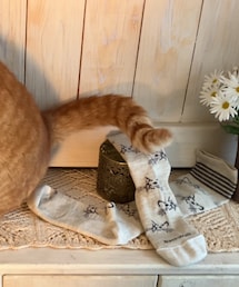 sockwell | FELINE FANCY(ソックス/靴下)