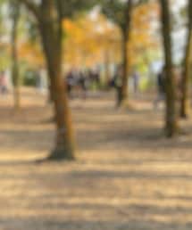 DESCENDANT | キャップ