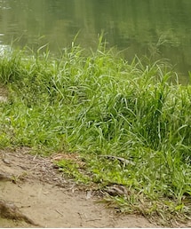 JJJJound | スニーカー