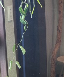 La TOTALITE | ストール/ショール