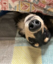 こたつ犬🐶 | その他