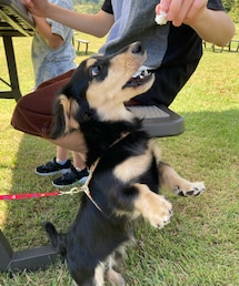 おにぎり大好きモナ🐶 | その他