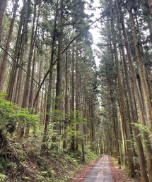 素敵な杉木立 | その他