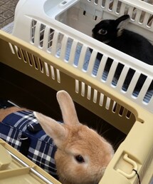 うさぎ日和 | リード/ハーネス/首輪