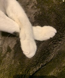 にゃんこクロス足😂💕 | その他