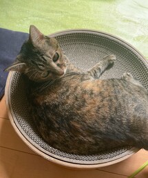 新調💅 | おもちゃ