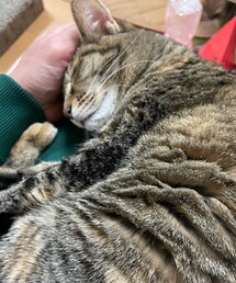 春のうたた寝💤 | おもちゃ