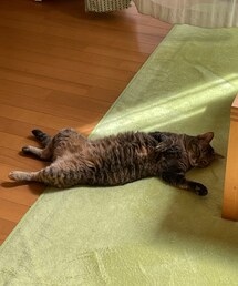 雨さん🐈 | おもちゃ