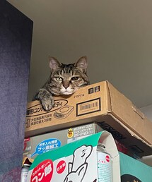 雨さん、そこ、暑くない？🥵 | おもちゃ