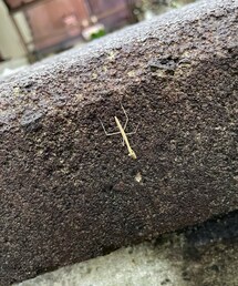 雨の中を懸命に | おもちゃ