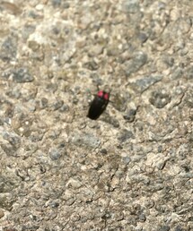 蛍💡 | おもちゃ