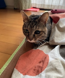 どこへ隠してるんや？ | ペットグッズ