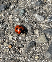春だねぇ🐞 | アクセサリー