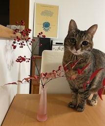 雨さん🐈 | ペットグッズ